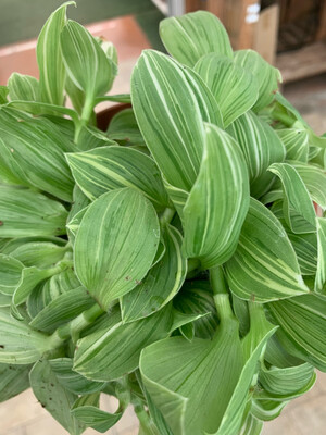 Tradescantia Fluminensis, albiflora &#39;Albovittata&#39;, Erba miseria, Tradescanzia - basket Ø18 cm