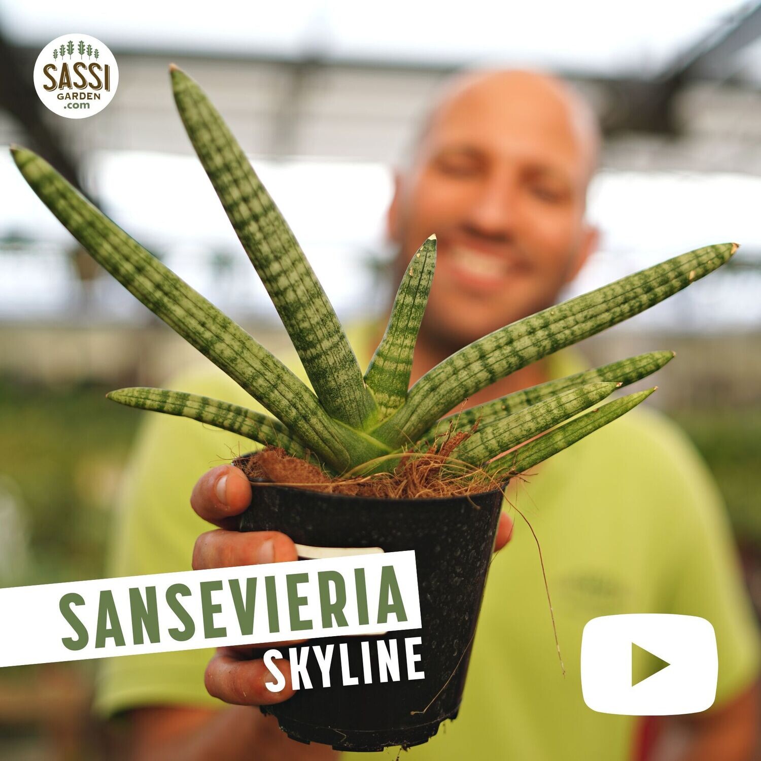 Sansevieria cylindrica " Skyline " - Sansevieria spaghetti - Pianta serpente - vaso 10.5