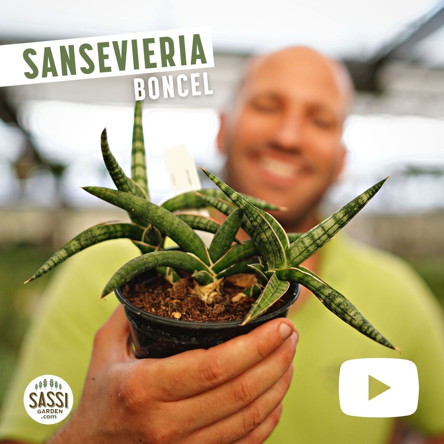 Sanseveria Sansevieria Boncel vaso 9