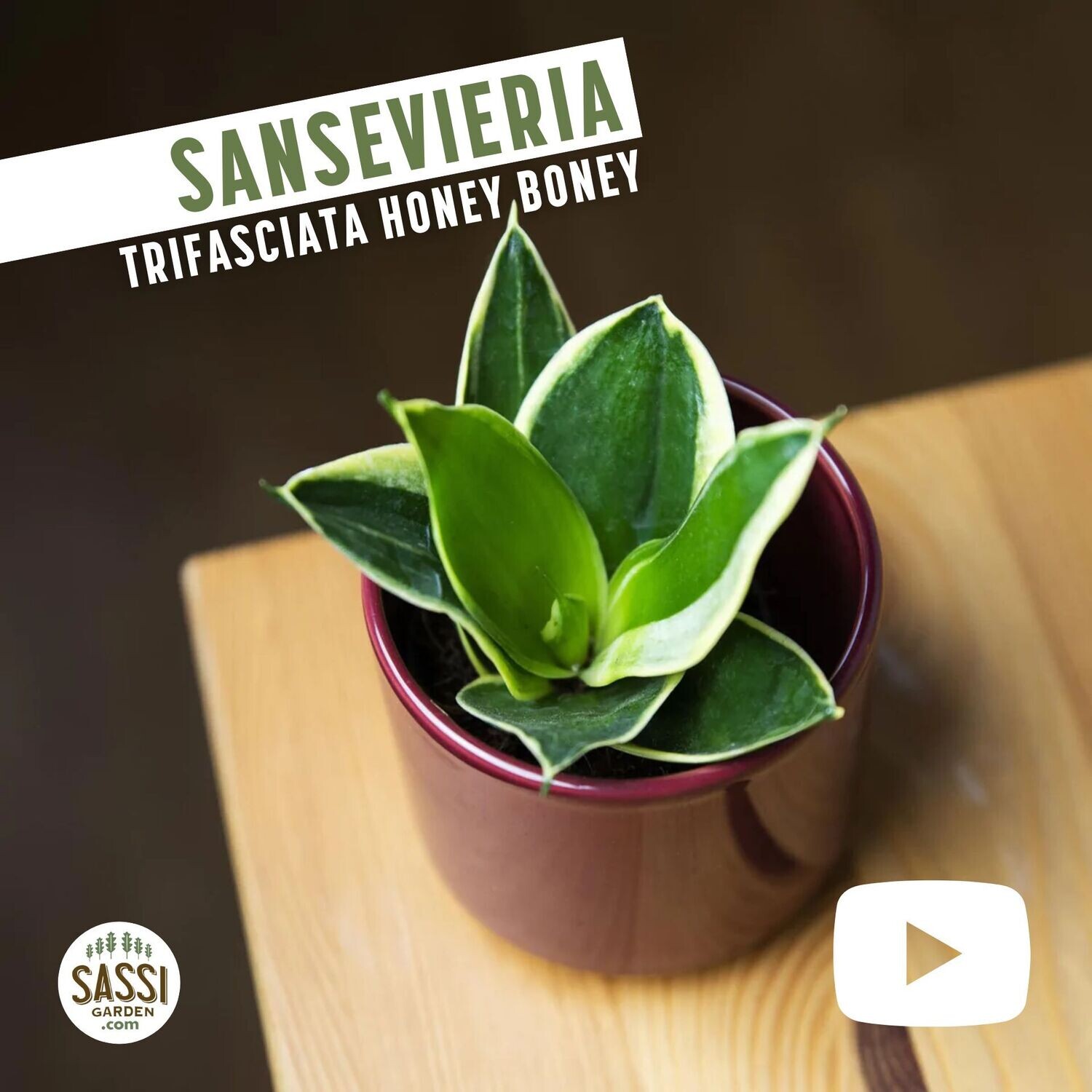 Sanseveria Sansevieria Trifasciata Honey Boney v9 cm