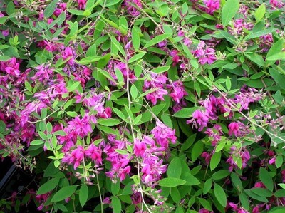 Lespedeza thunbergii - vaso Ø24 cm