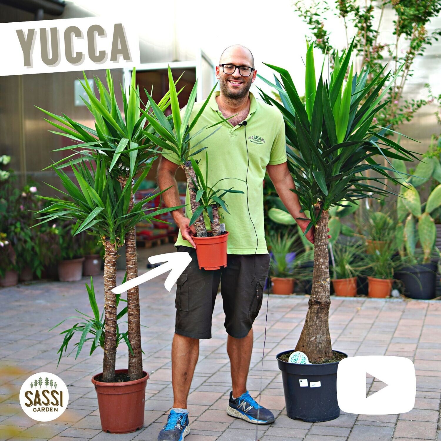 Yucca Elephantipes - Tronchetto della felicità- vaso 17 2 tronco 60/30