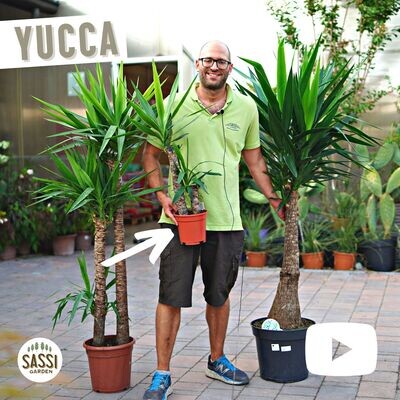 Yucca Elephantipes, Tronchetto della felicità - vaso Ø17 cm, 2 tronchi h 60 e 30 cm