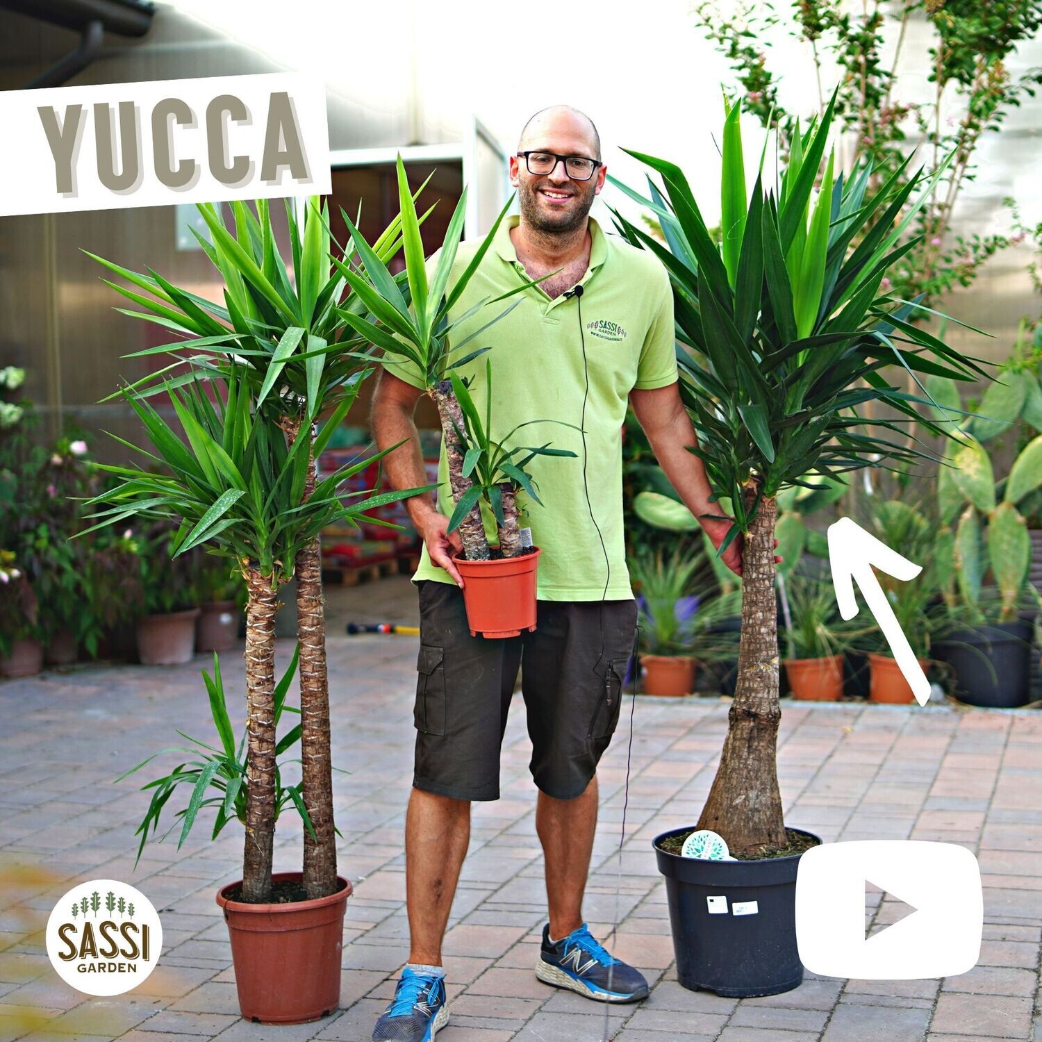 Yucca MAYA Tronchetto- Yucca elephantipes -vaso 35 tronco 140 ( 170 incluso vaso)