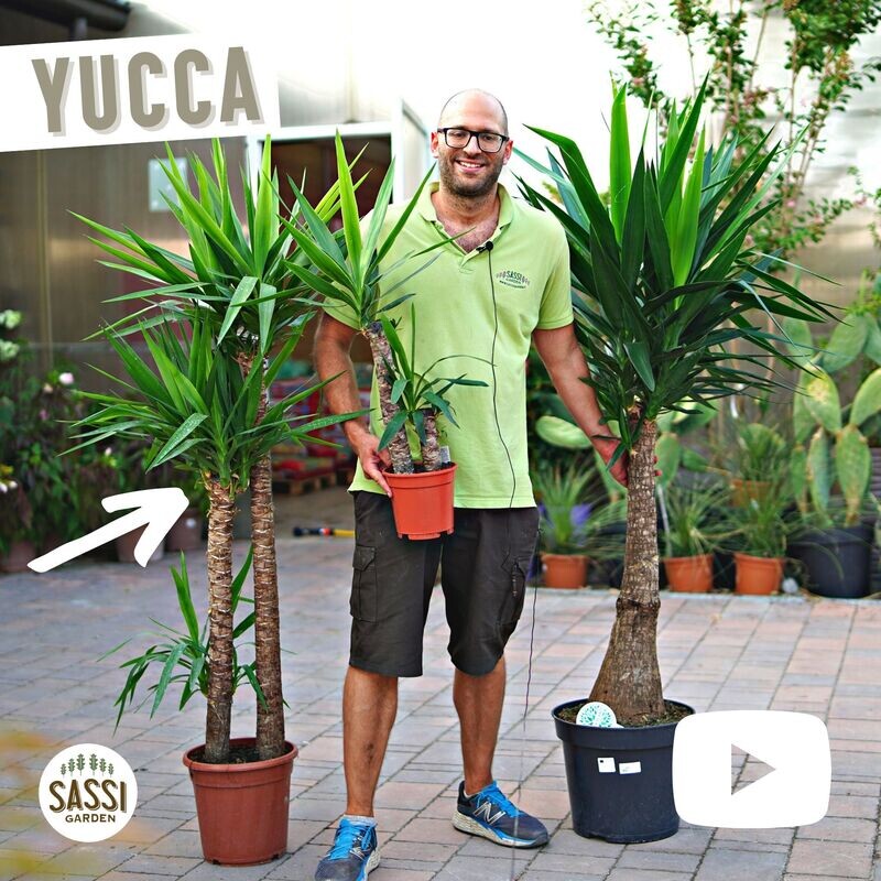 Yucca Elephantipes - Tronchetto della felicità - 3 tronchi 90/30 - vaso Ø24 cm