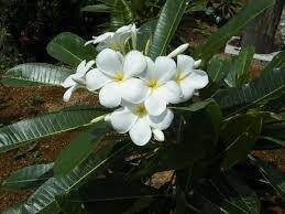 Plumeria Alba, Frangipani, Frangipane - vaso ∅17 cm