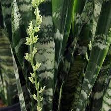Sansevieria trifasciata &#39;Black Coral&#39; - vaso Ø14 cm, h 38 cm