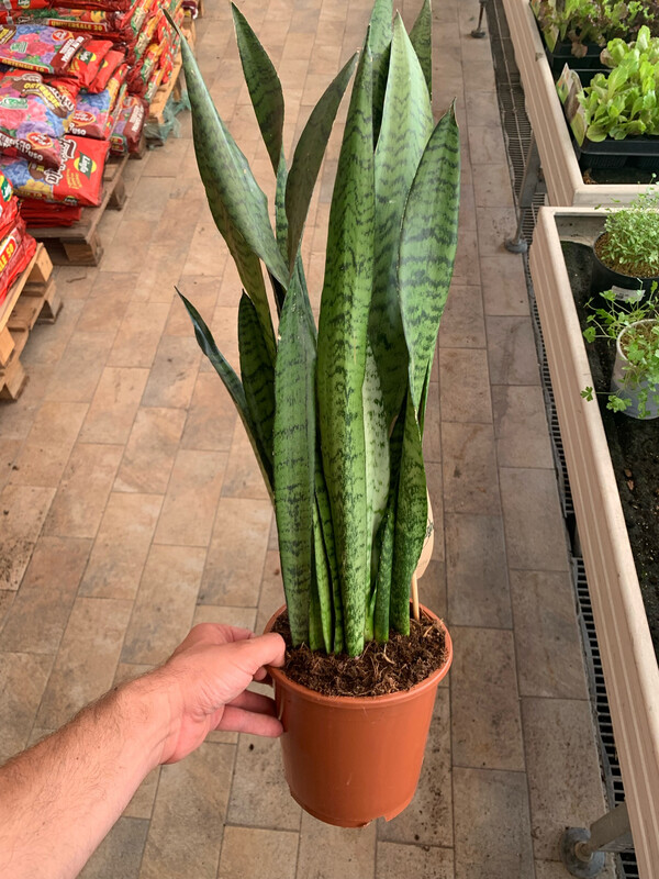 Sansevieria zeylanica - vaso Ø17 cm