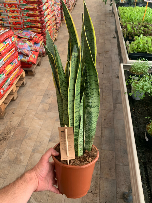 Sansevieria trifasciata 'Laurentii', Sansevieria Laurentii, Lingua di Suocera, Pianta serpente, Snake Plant - vaso Ø17 cm, h 30/40 cm
