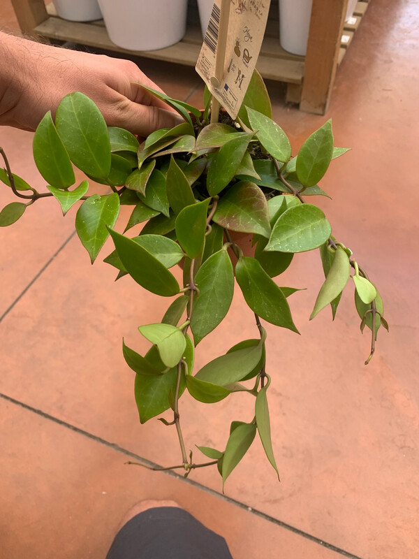Hoya lacunosa var. Sunrise - vaso Ø12 cm