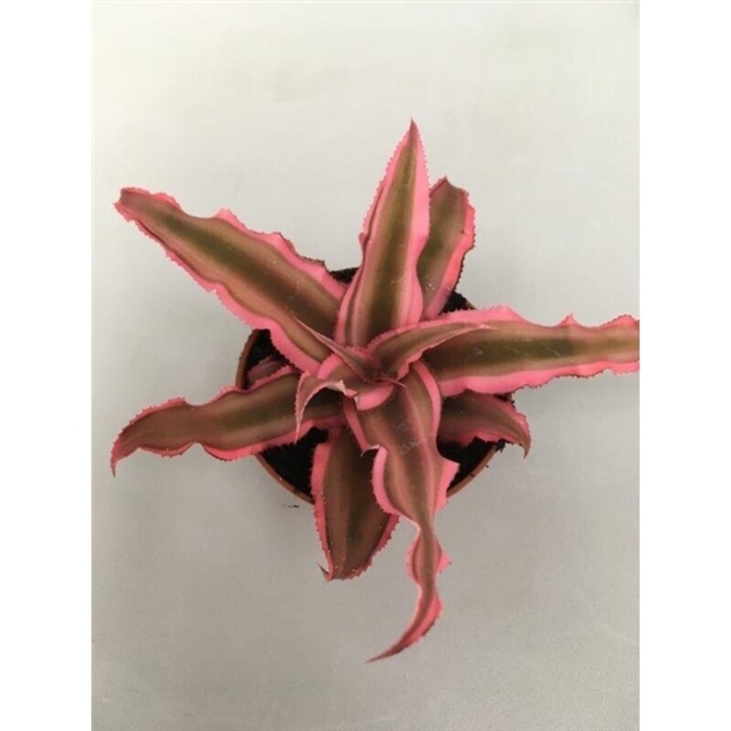 Cryptanthus bivittatus, Pianta stella  'Pink Starlight' - vaso Ø5,5 cm