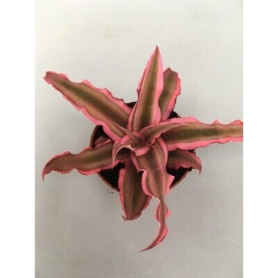 Cryptanthus bivittatus  “Pink Starlight” vaso 5.5