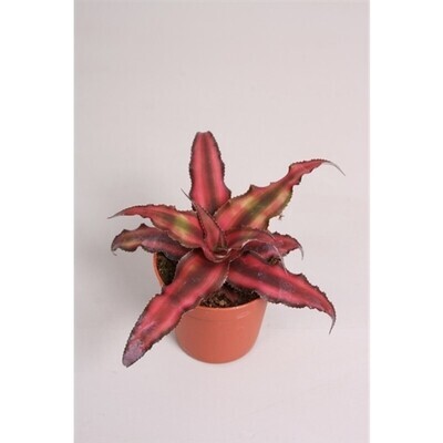 Cryptanthus bivittatus  “Red Star" vaso 5.5