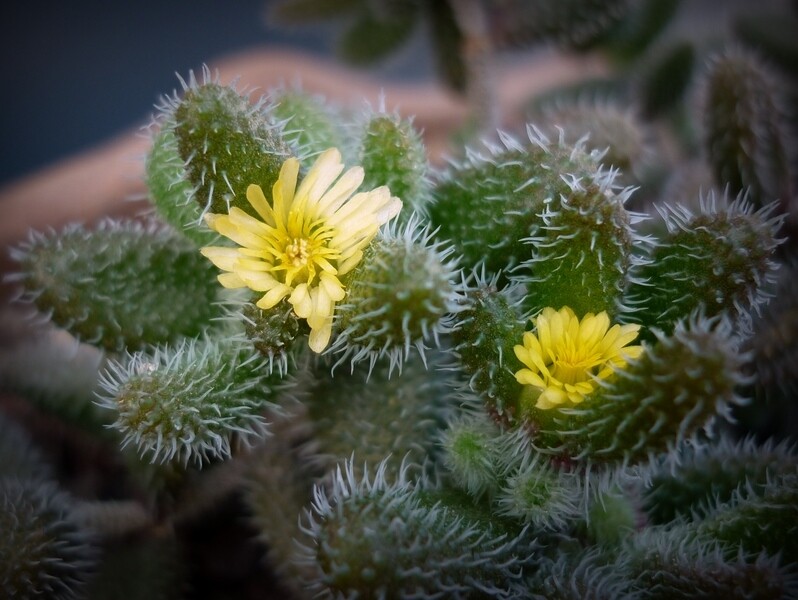 Delosperma Echinatum, Pianta dei cuscini di aghi - vaso Ø12 cm