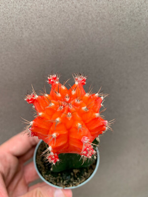 Gymnocalicium Innestato vaso 6 cm colore Arancio