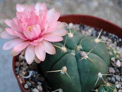 Gymnocalicium Horstii vaso 10