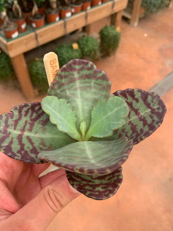 Kalanchoe Surprising desert - vaso Ø5,5 cm