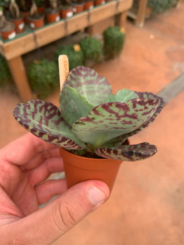 Kalanchoe Surprising desert - vaso Ø5,5 cm