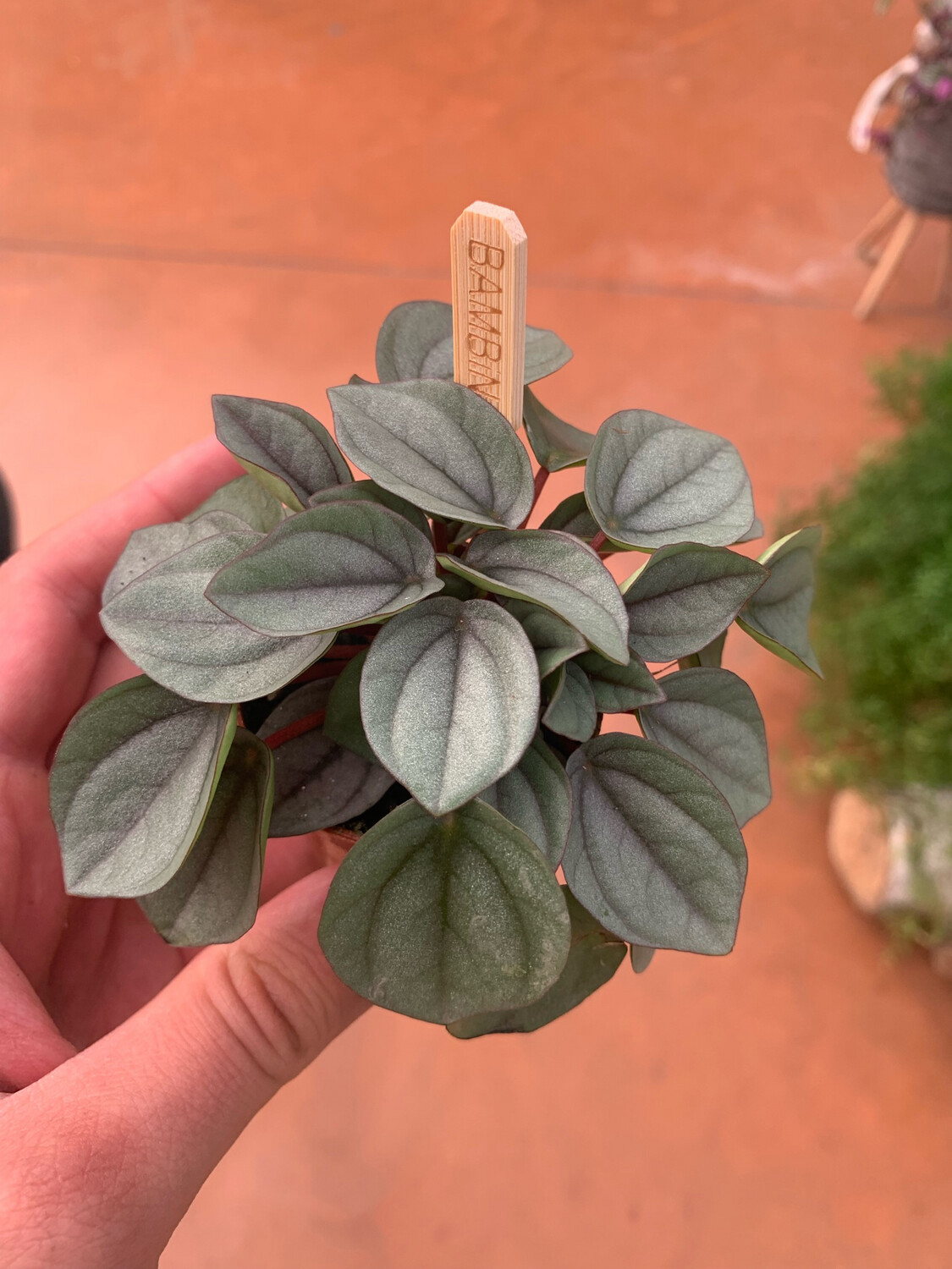 Peperomia Caperata 'Milano' - vaso Ø5.5 cm