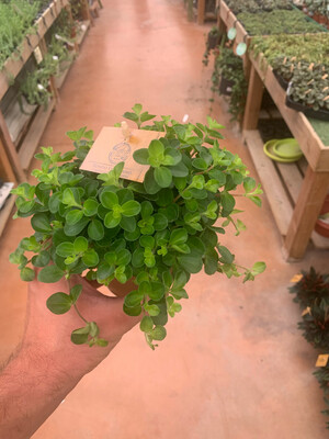 Peperomia Rotundifolia - vaso Ø12 cm Peperomia Rotundifolia - vaso Ø12 cm