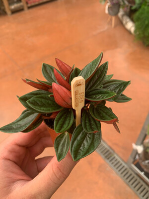 Peperomia Caperata &#39;Rosso&#39;, rossa - vaso Ø6 cm