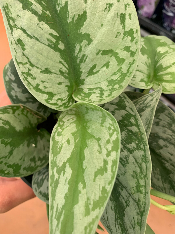 Scindapsus pictus &#39;Trebie&#39; ricadente, Potus, Potos, Pothos, Photus - vaso Ø12 cm