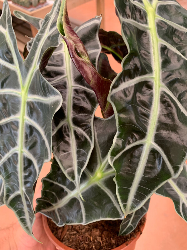 Alocasia &#39;Polly&#39;, Alocasia x amazonica -  vaso Ø12 cm, h 30 cm