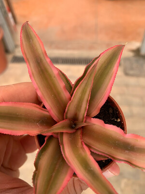 Cryptanthus bivittatus  'Pink Starlight' - vaso Ø5,5 cm