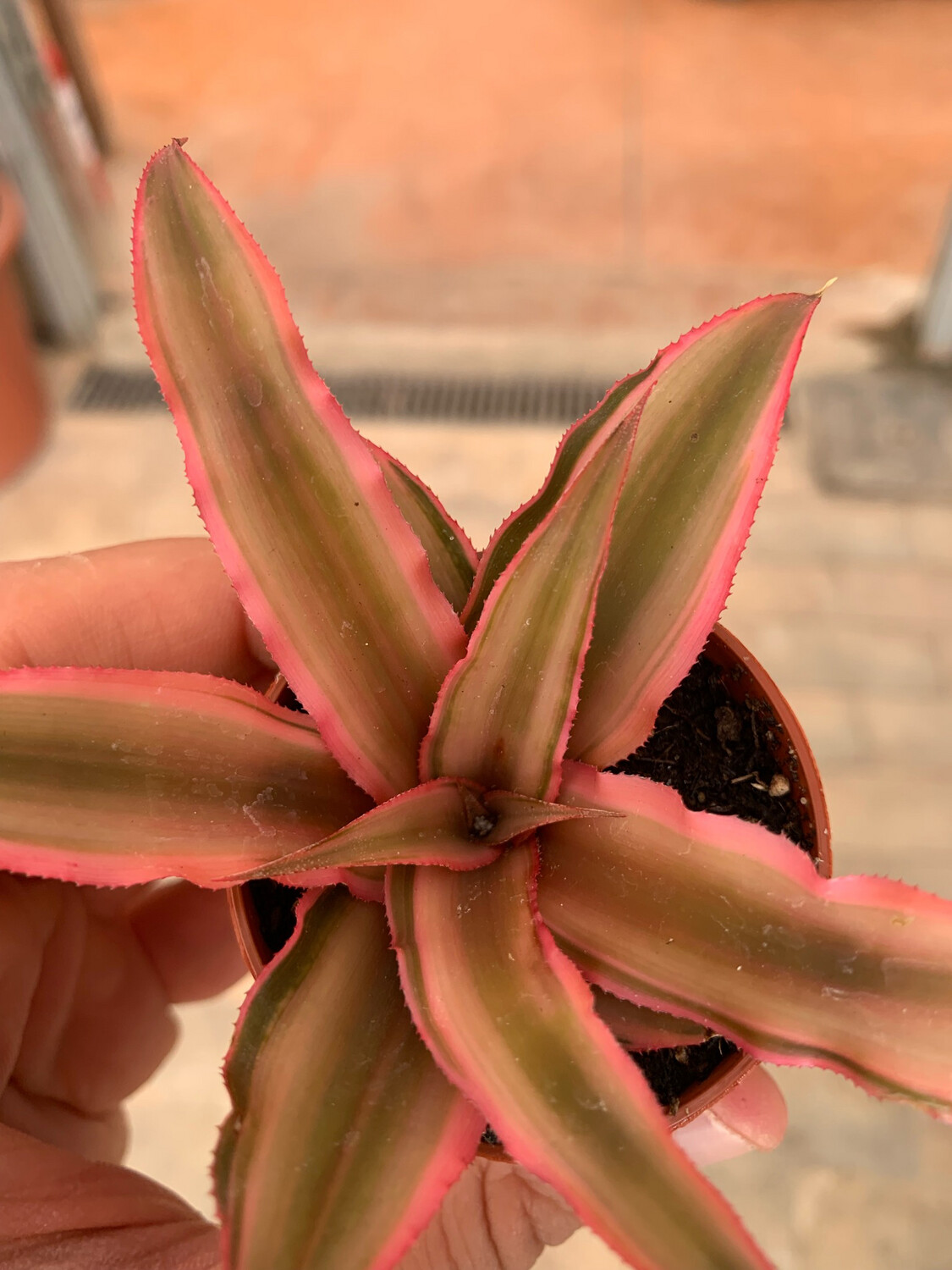Cryptanthus bivittatus, Pianta stella 'Pink Starlight' - vaso Ø 5,5 cm