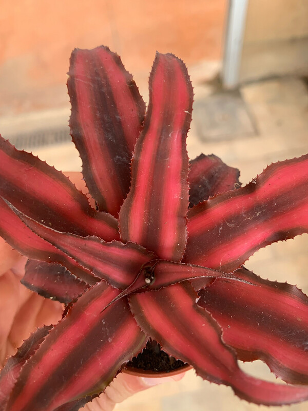 Cryptanthus bivittatus, Pianta stella &#39;Red Star&#39; - vaso Ø9 cm