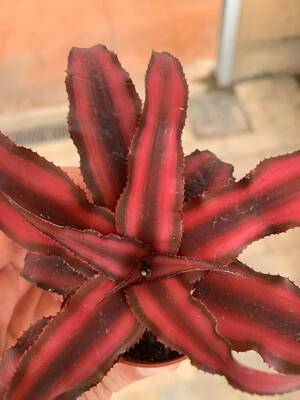 Cryptanthus bivittatus, Pianta stella  “Red Star&quot; vaso Ø 5.5 cm