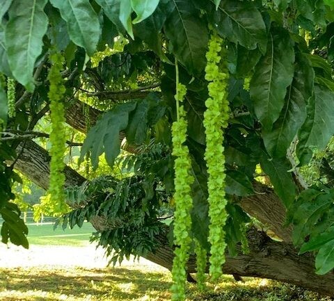 NOCE DEL CAUCASO, PTEROCARYA FRAXINIFOLIA - vaso 3 litri, h 140 cm