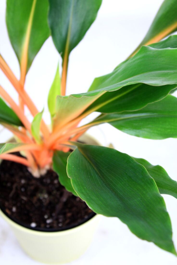 Clorophytum Orchidastrum Green Orange vaso 12 cm