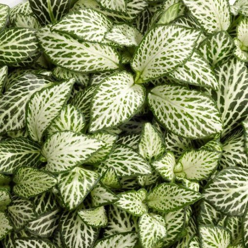 Fittonia &#39;White Anne&#39; - vaso Ø8,5 cm