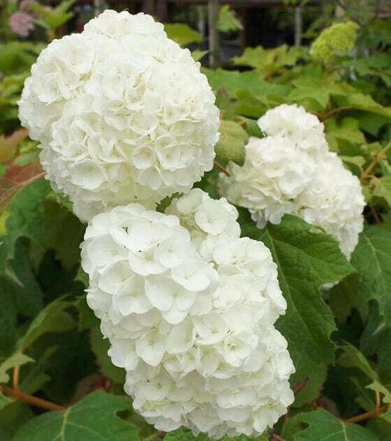 Hydrangea quercifolia &#39;Harmony&#39;, Ortensia Quercifolia - vaso Ø18 cm