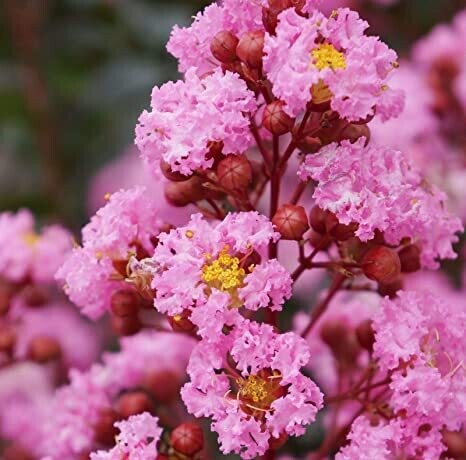 Lagerstroemia indica &#39;Petite Pink&#39;, Mirto crespo - vaso 2 litri