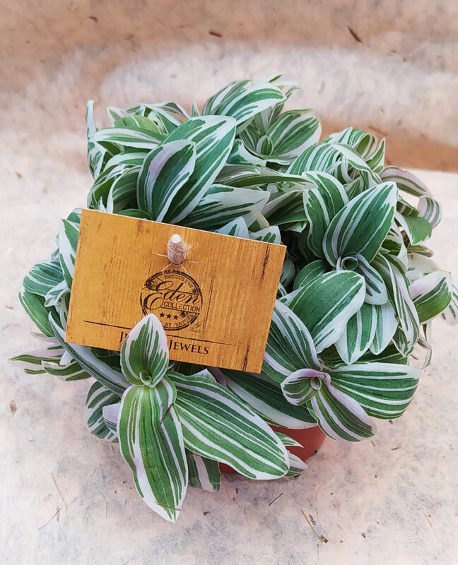 Tradescantia Tenderness, Erba miseria, Tradescanzia - vaso Ø10 cm