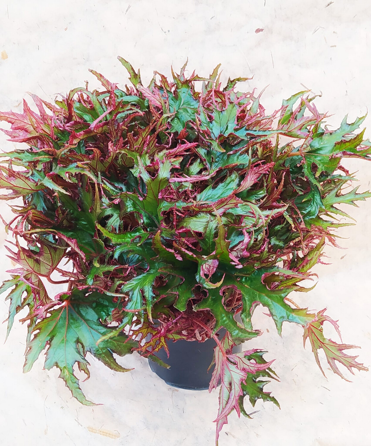 Begonia Himalayan vaso 14 cm