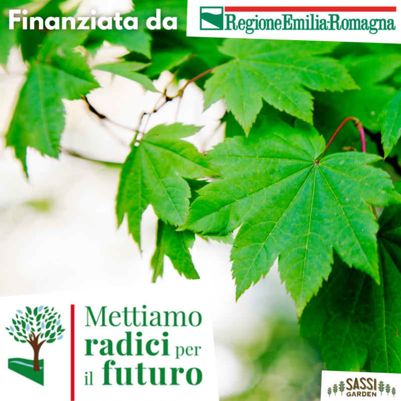 MRPF Acer pseudoplatanoides, Acer pseudoplatanus/Acero Montano - Albero Alto 1,5 metri