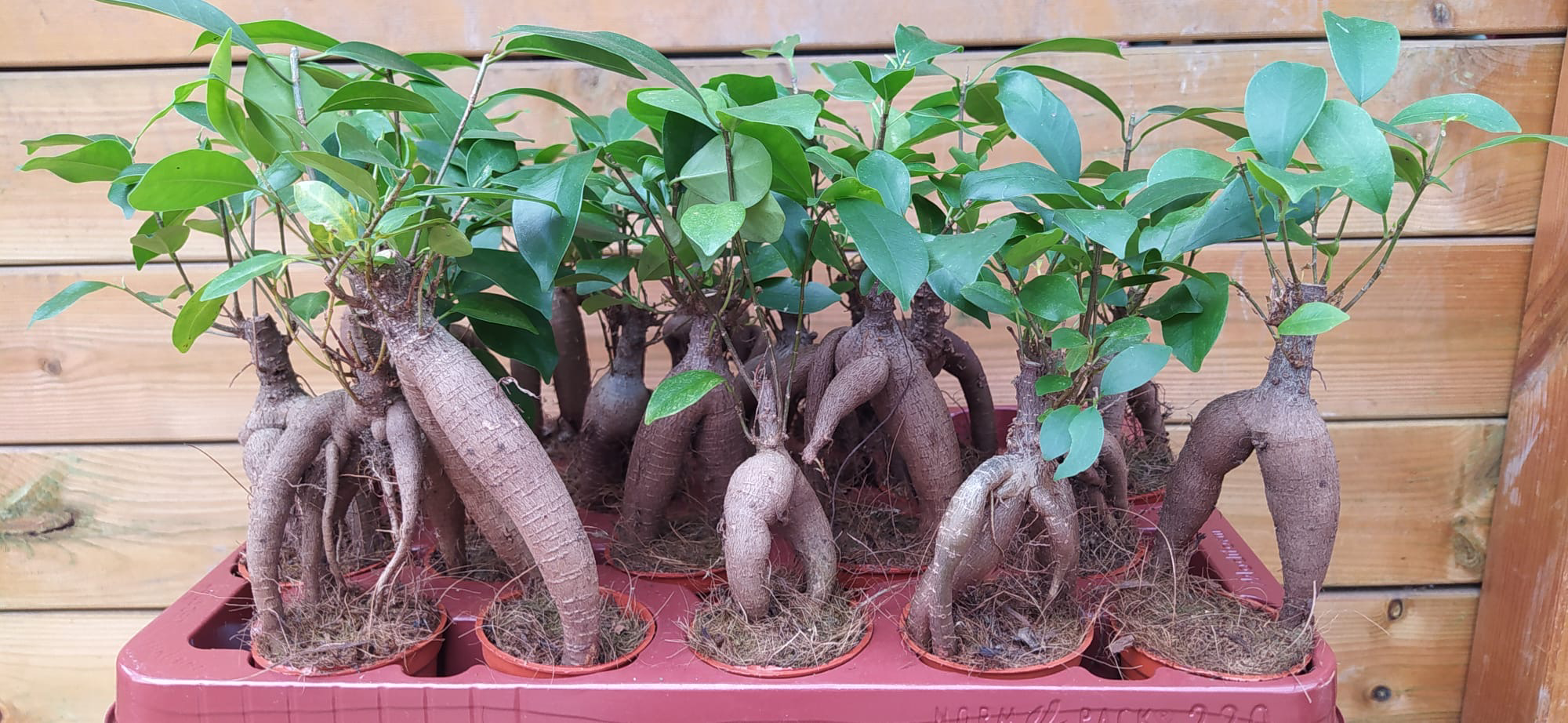 BONSAI FICUS MICROCARPA VASO 6CM - Piante senza coprivaso Peragashop