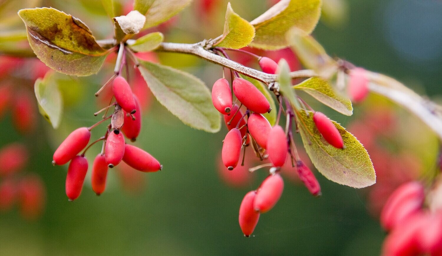 Berberis vulgaris, Crespino - alveolo forestale