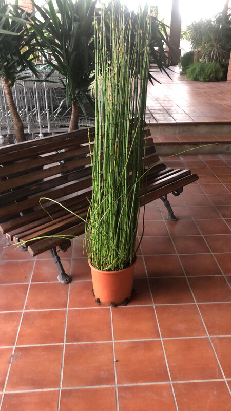 Equisetum japonicum, Equiseto, Felce giapponese - vaso Ø24 cm, h 110 ( montec )