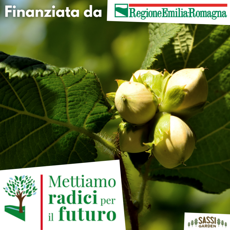 MRPF Corylus avellana, Nocciolo/nocciola Selvatica - ALBERO H&gt;1,5mt
