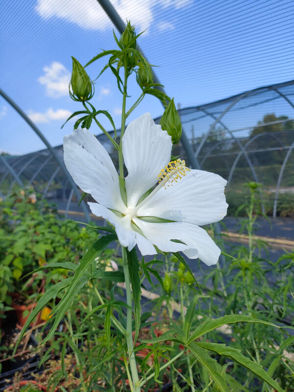 Hibiscus Coccineus &quot;Alba&quot; vaso 18 cm