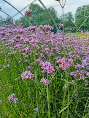 Verbena Bonariensis Lollipop - vaso Ø18 cm