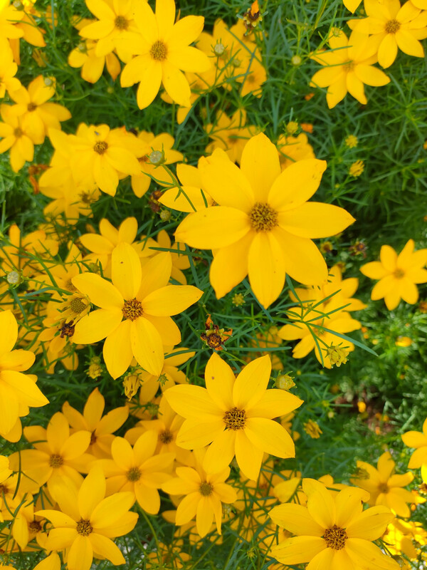 Coreopsis Verticillata &#39;Zagreb&#39; - vaso Ø18 cm