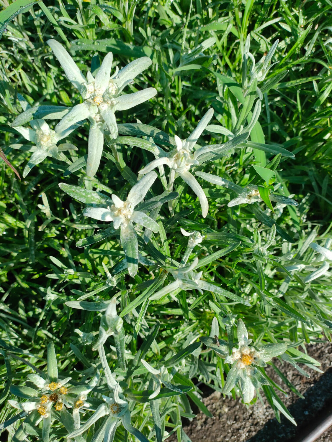 Stella Alpina Leontopodium Alpinum v10 quadro