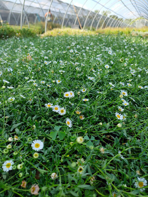 Erigeron karvinskianus - vaso Ø11 cm quadrato  ( Vittadinia Triloba )