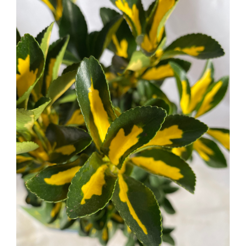 Evonimo, Euonymus japonicus &#39;Aureopictus&#39; - vaso Ø24 cm, h 50-60 cm fuori vaso