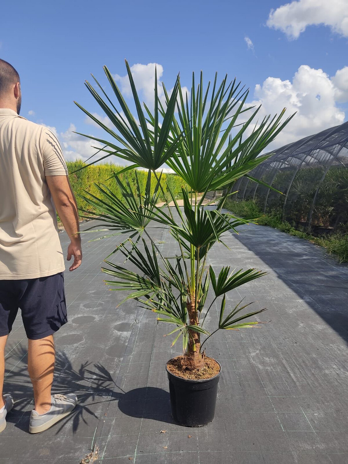Palma resistente al gelo Trachycarpus Fortunei (CHAMAEROPS EXCELSA) vaso 30 h 180